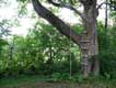 Schoolhouse Rental - maple tree