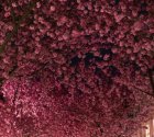 "Blossom Tree Tunnel"